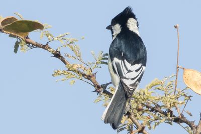 White-naped Tit (Machlolophus nuchalis)