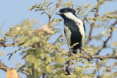 White-naped Tit (Machlolophus nuchalis)