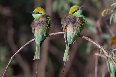 Asian Green Bee-eater (Merops orientalis)