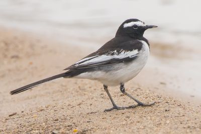 White-browed Wagtail (Motacilla maderaspatensis)