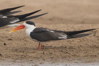 Indian Skimmer (Rynchops albicollis)