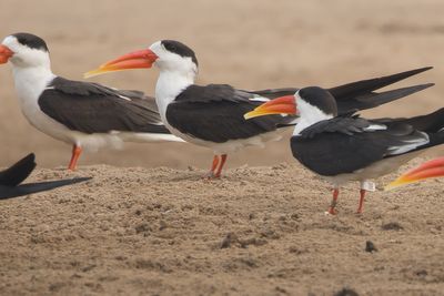 Indian Skimmer (Rynchops albicollis)