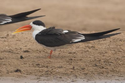 Indian Skimmer (Rynchops albicollis)