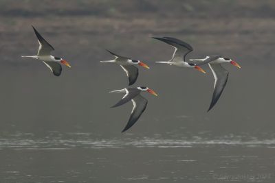 Indian Skimmer (Rynchops albicollis)