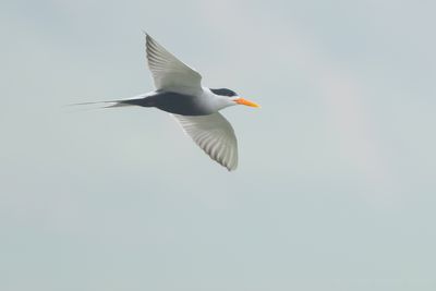 Black-bellied Tern (Sterna acuticauda)