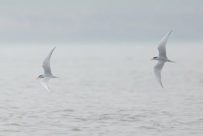 Black-bellied Tern (Sterna acuticauda)