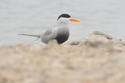 Black-bellied Tern (Sterna acuticauda)