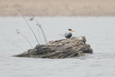 Black-bellied Tern (Sterna acuticauda)