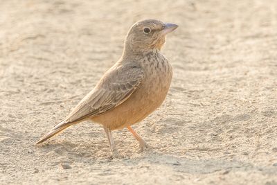 Rufous-tailed Lark (Ammomanes phoenicura)