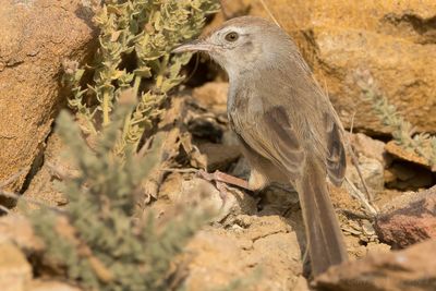 Rufous-fronted Prinia (Prinia buchanani)