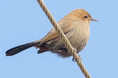 Indian Robin (Copsychus fulicatus)