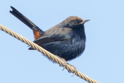 Indian Robin (Copsychus fulicatus)