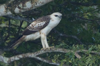 Changeable Hawk-Eagle (Nisaetus cirrhatus andamanensis)