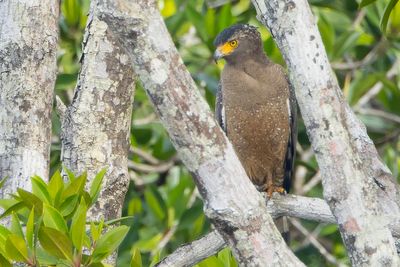 Crested Serpent Eagle (Spilornis cheela davisoni)