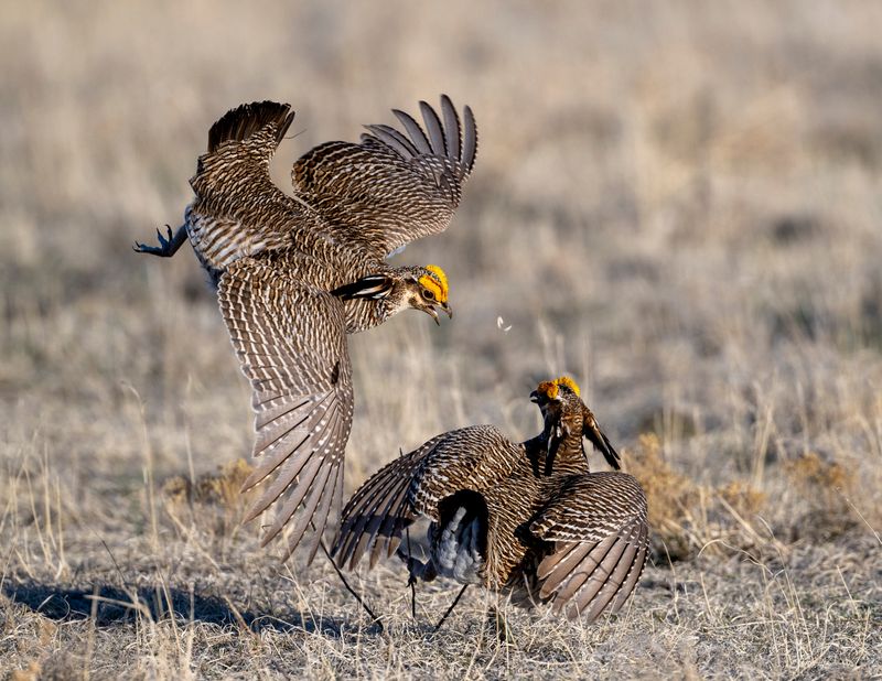 Leaping During a Fight