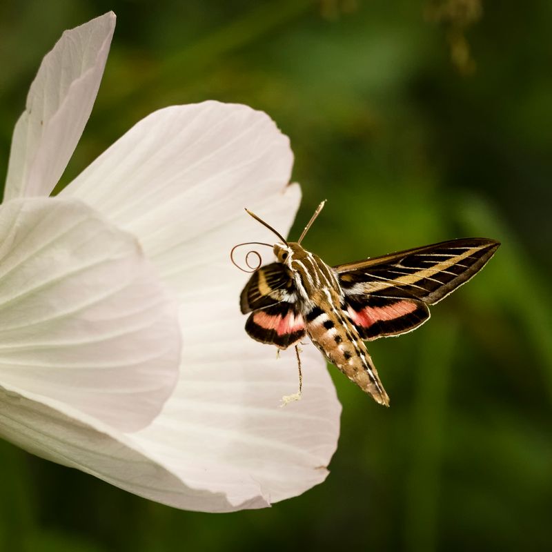 Sphinx moth.