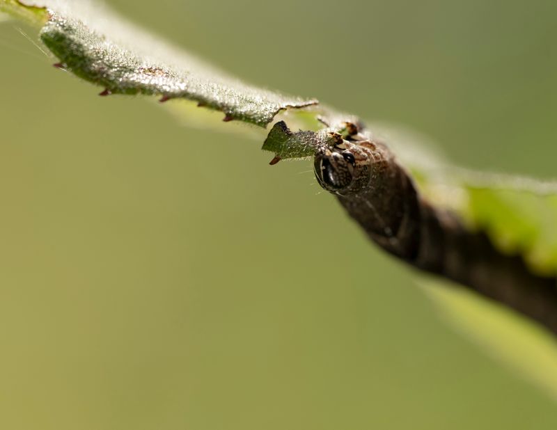 The caterpillar of a Sphinx moth.