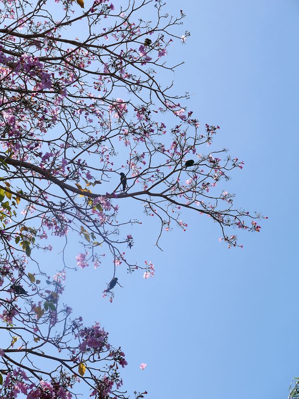 Pericos comiendo flores.