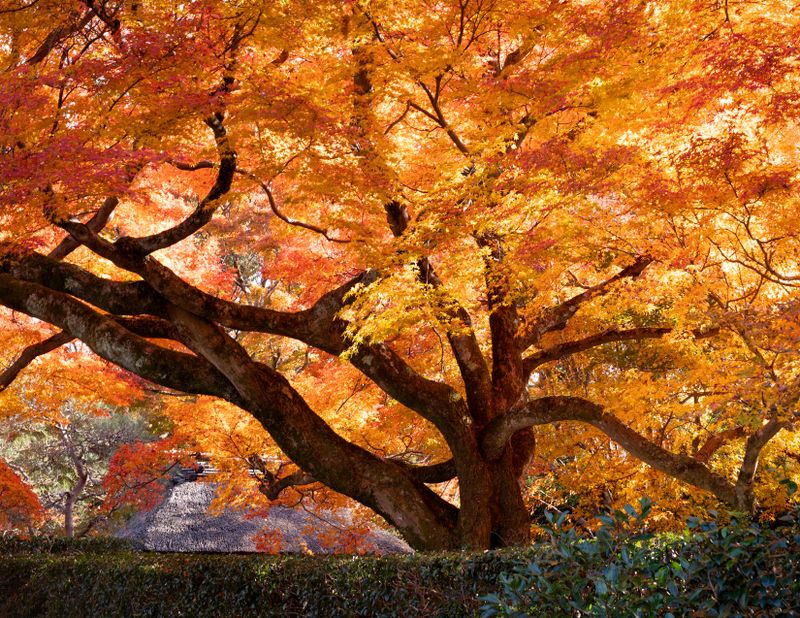 Eikando Zenrin ji Temple and Philosopher's Path