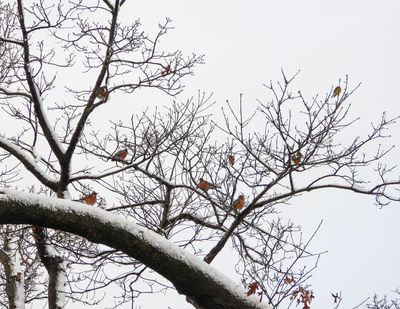 A flock of robins in a tree in my garden.