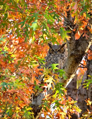 Great-horned owl in autumn tree in my garden.