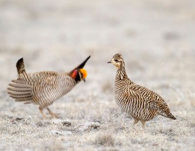 The Display Before the Female