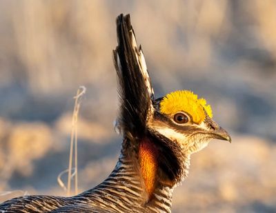 Lesser Prairie Chickens