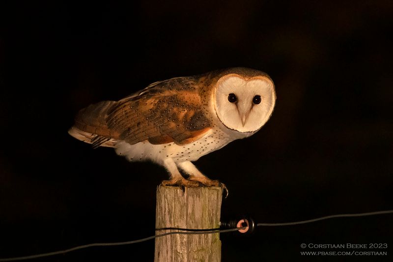 Kerkuil / Barn Owl