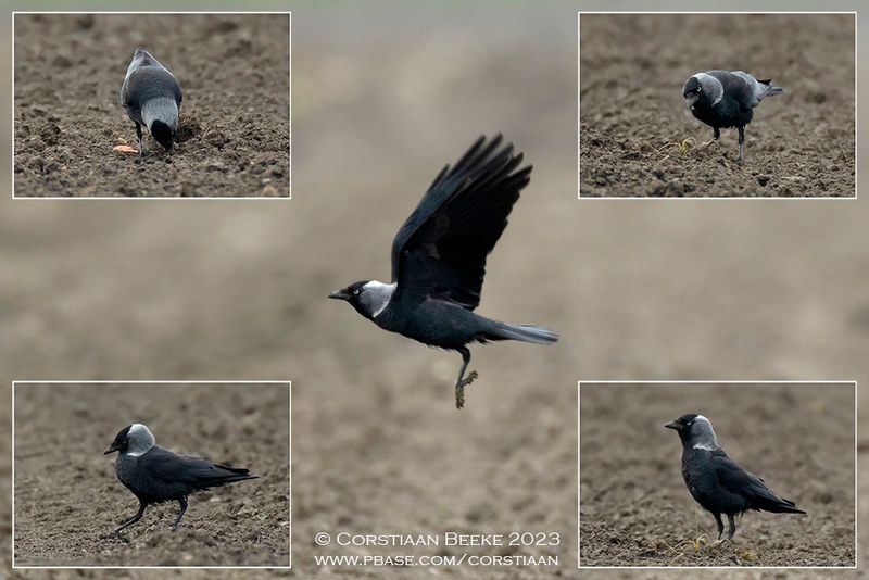 Noordse Kauw of Russische Kauw / Eastern Jackdaw