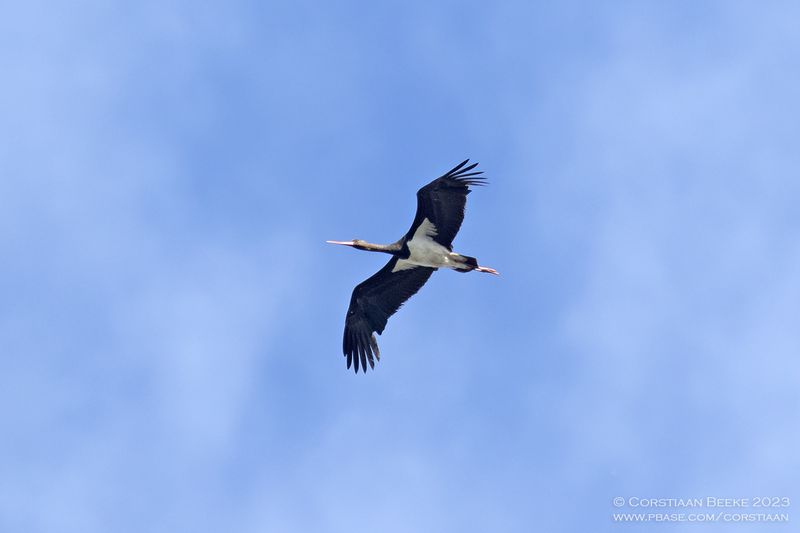 Zwarte Ooievaar / Black Stork