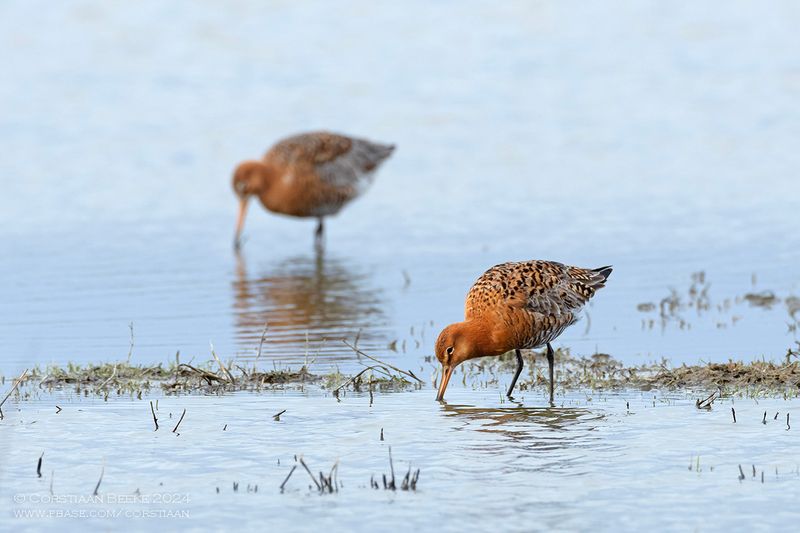 IJslandse Grutto / Black-tailed Godwit (ssp islandica)