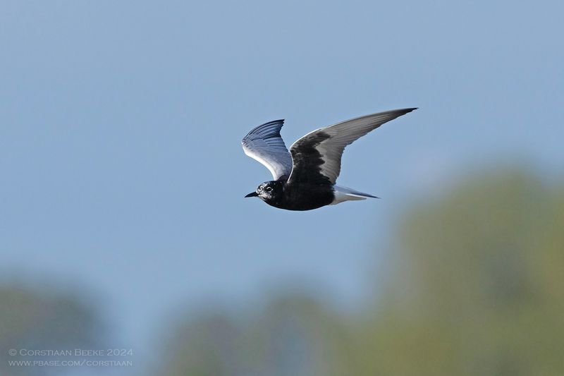 Witvleugelstern / White-winged Black Tern