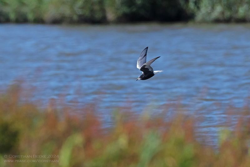 Witvleugelstern / White-winged Black Tern