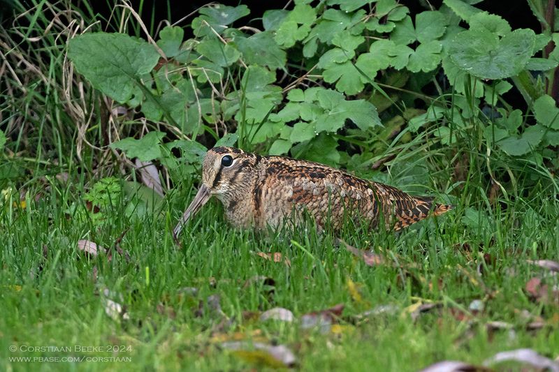 Houtsnip / Woodcock