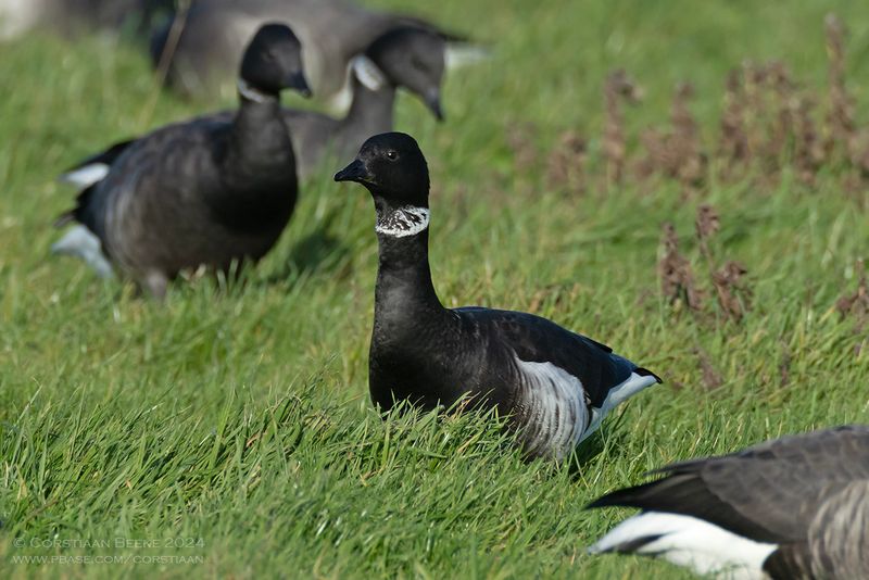 Zwarte Rotgans / Black Brant