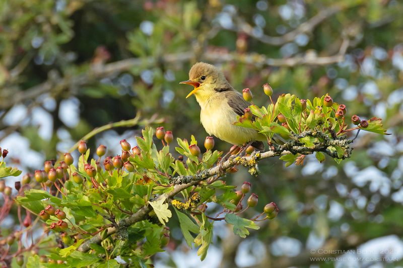 Orpheusspotvogel / Melodious Warbler