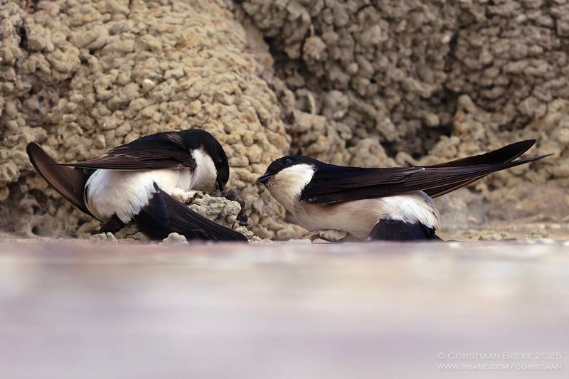 Huiszwaluwen / House Martins