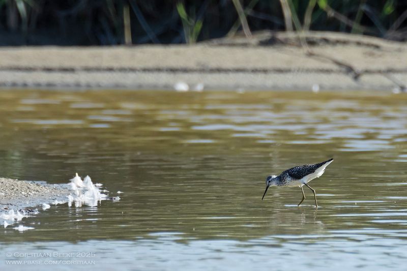 Poelruiter / Marsh Sandpiper