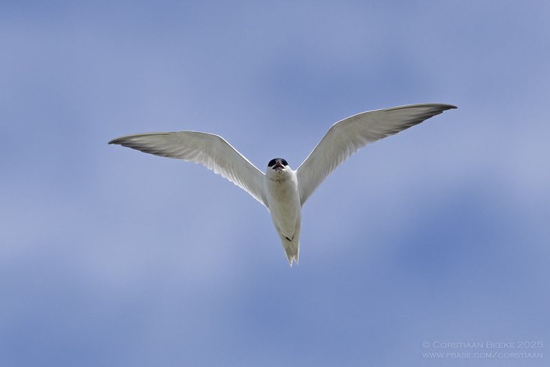 Lachstern / Gull-billed Tern