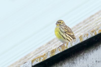 Europese Kanarie / European Serin