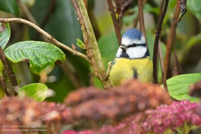 Pimpelmees / Blue Tit