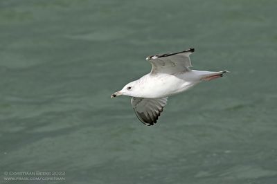 Pontische Meeuw / Caspian Gull