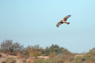 Blauwe Kiekendief / Hen Harrier