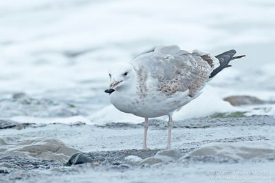 Pontische Meeuw / Caspian Gull