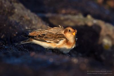 Sneeuwgors / Snow Bunting
