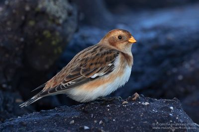 Sneeuwgors / Snow Bunting