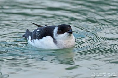 Kleine Alk / Little Auk