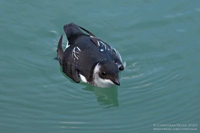 Kleine Alk / Little Auk