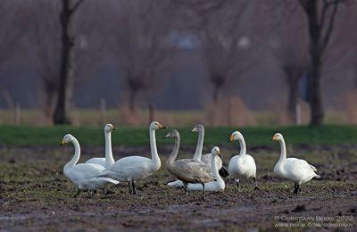 Wilde Zwanen / Whooper Swans