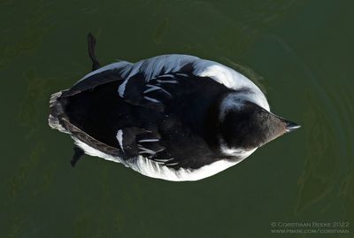 Kleine Alk / Little Auk